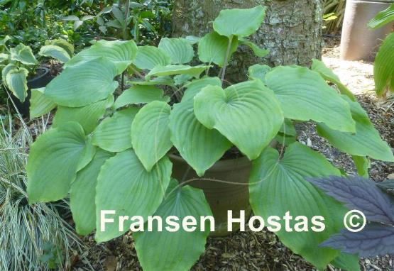 Hosta Quaker Lady